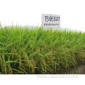 High quality natural Byou 827 rice